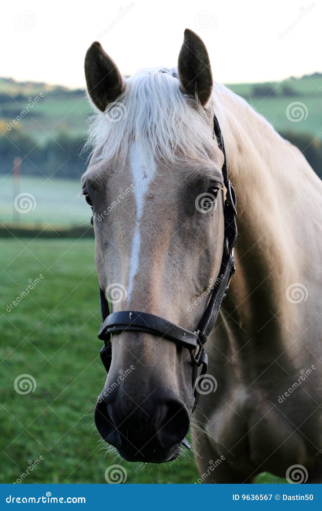 Horse with bridle stock image. Image of large, look, leather 9636567