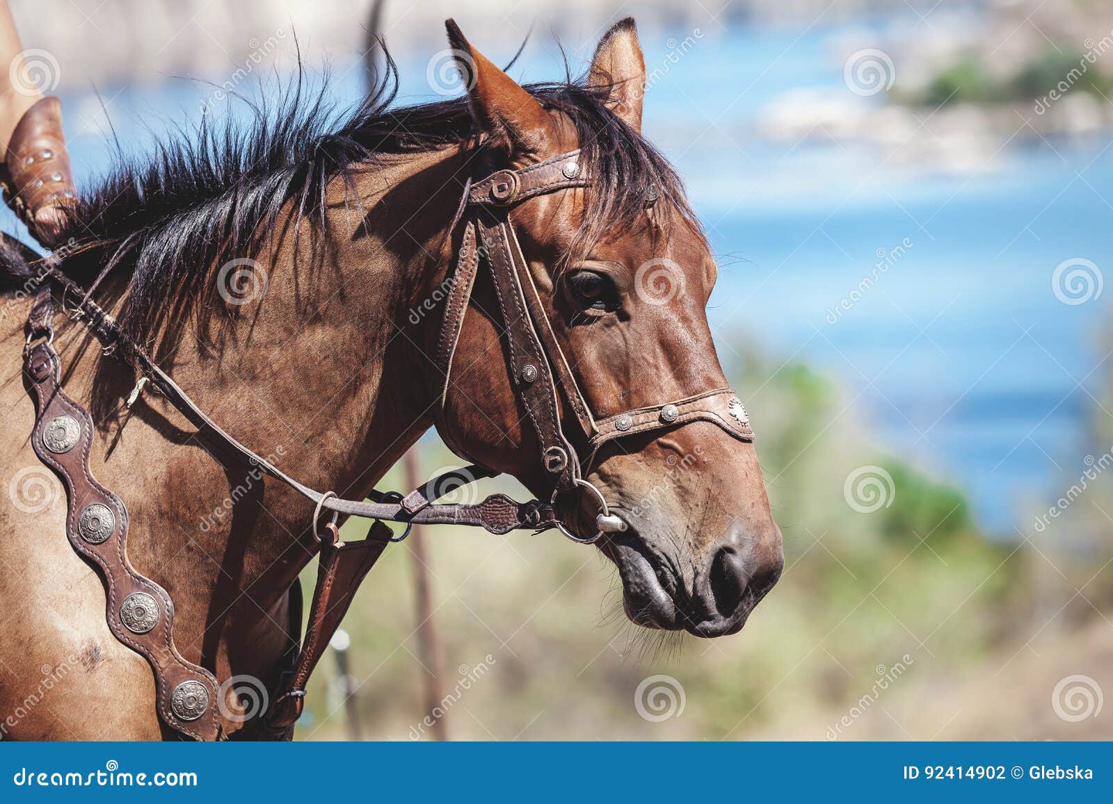 Horse in bridle closeup stock photo. Image of saddle 92414902