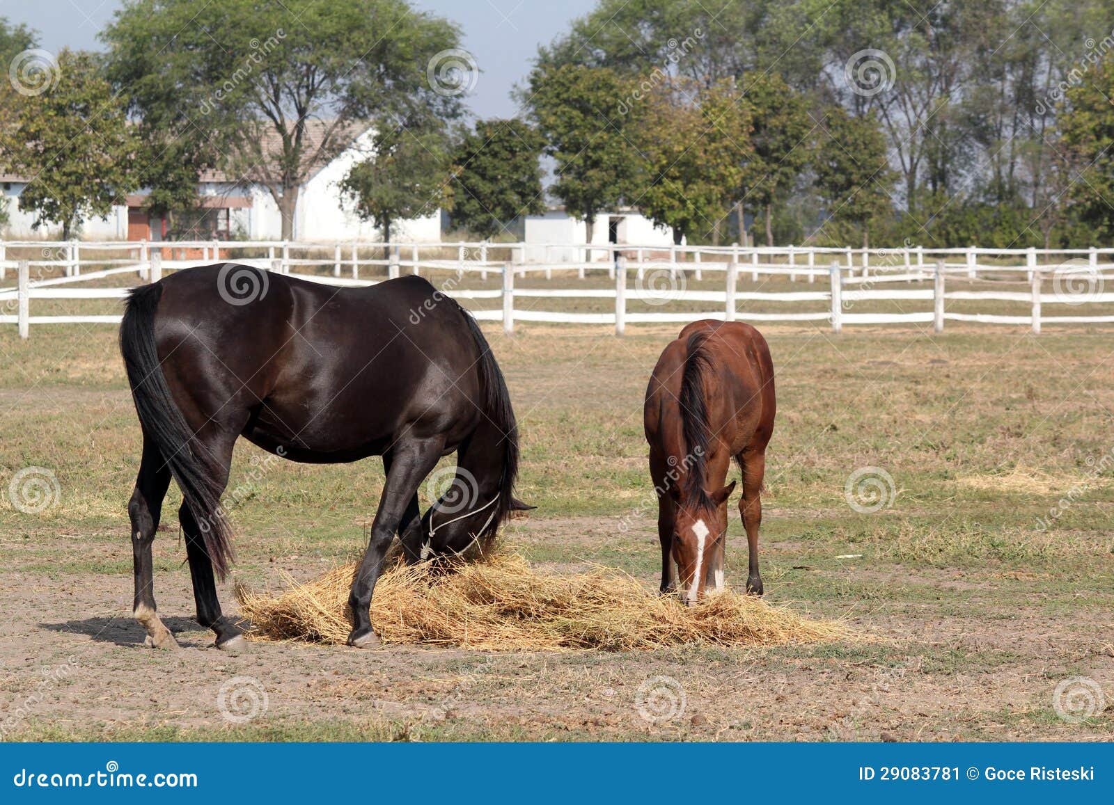 Horse and Brown Foal Eat Hay Stock Image Image of black, mammal 29083781