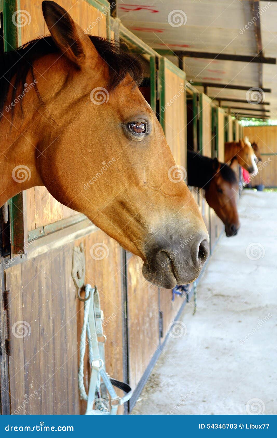 horse brown horses stables closeup