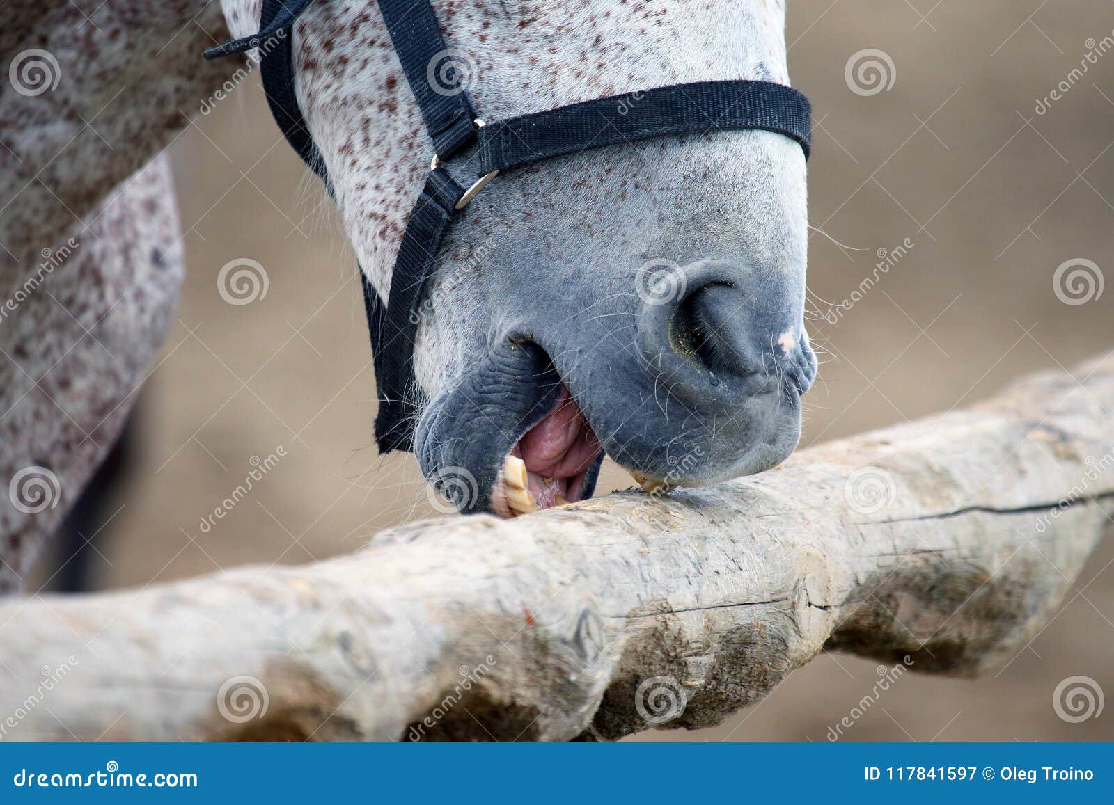 Horse Brushes His Teeth on a Tree Stock Image Image of brush, mammal