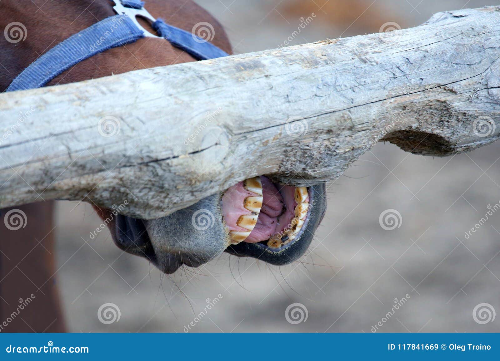 Horse Brushes His Teeth on a Tree Stock Image Image of bridle, tree