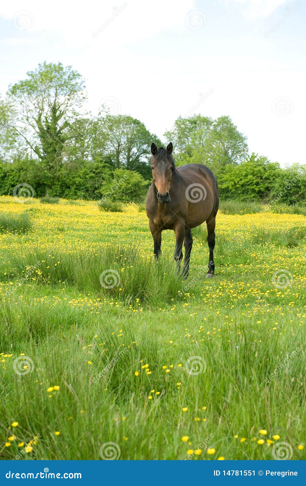 Horse in a Buttercup Filled Meadow Stock Image Image of grazing