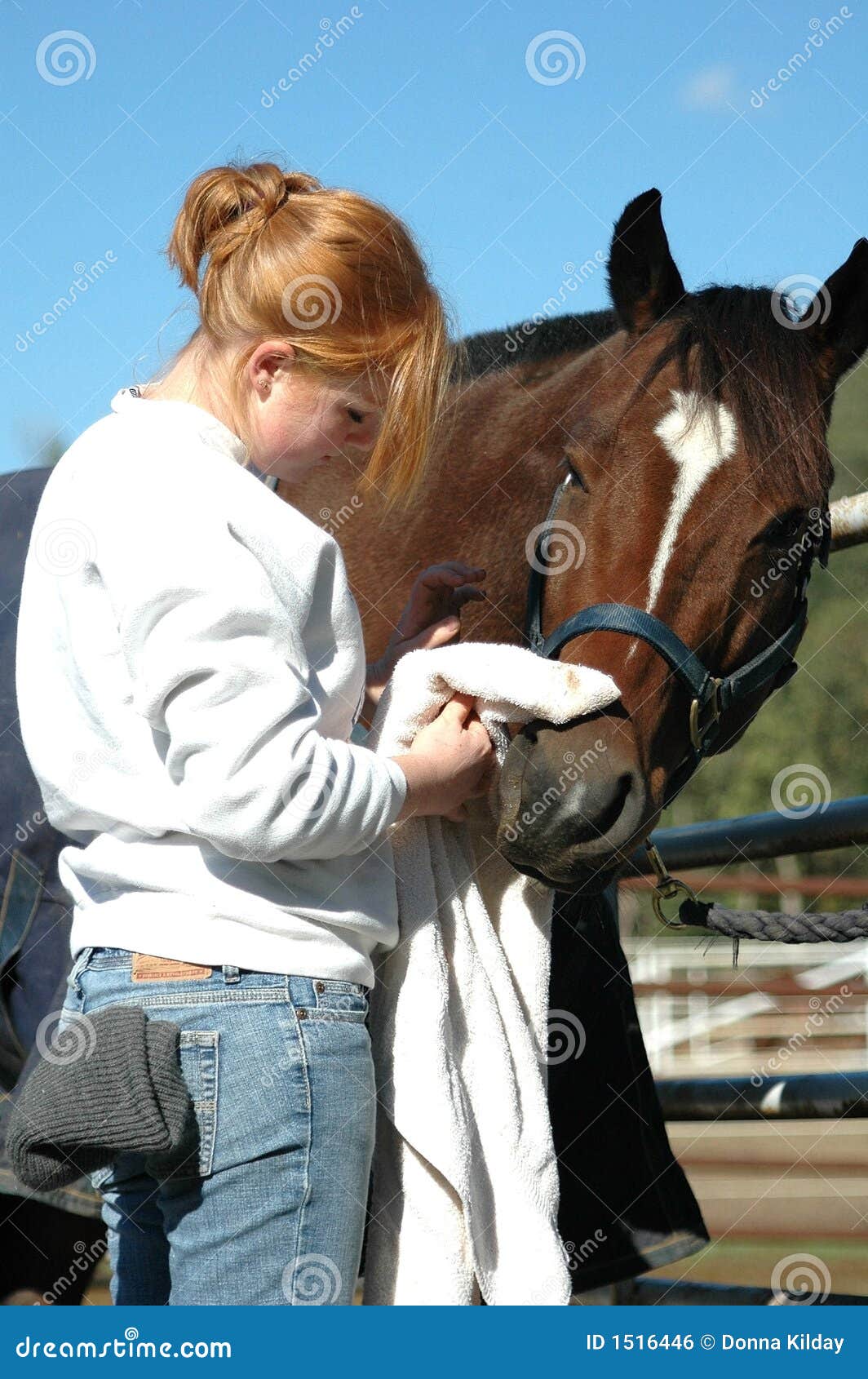 Horse care stock photo. Image of woman, friends, tending 1516446