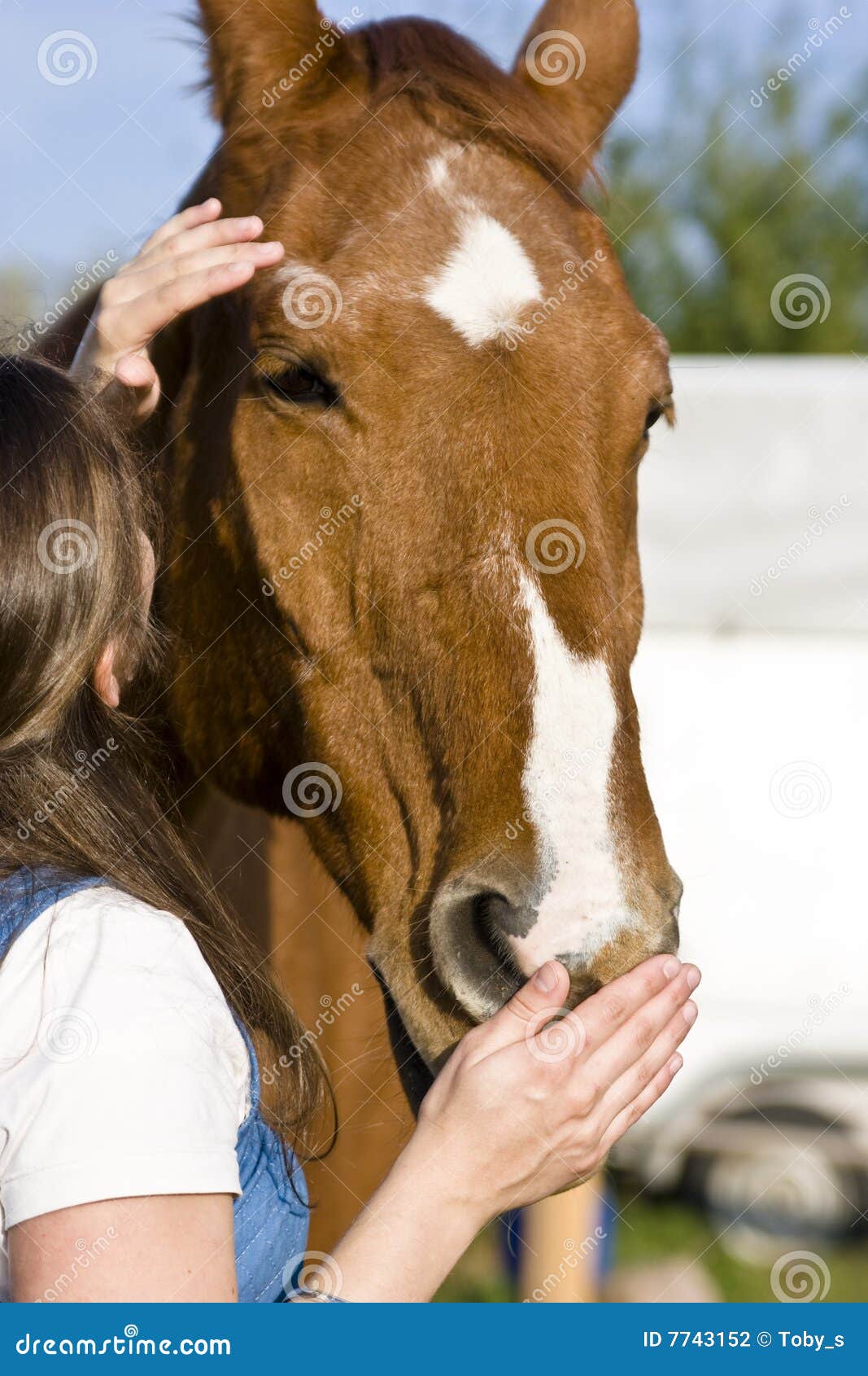 Horse and Caretaker stock photo. Image of brown, touching 7743152