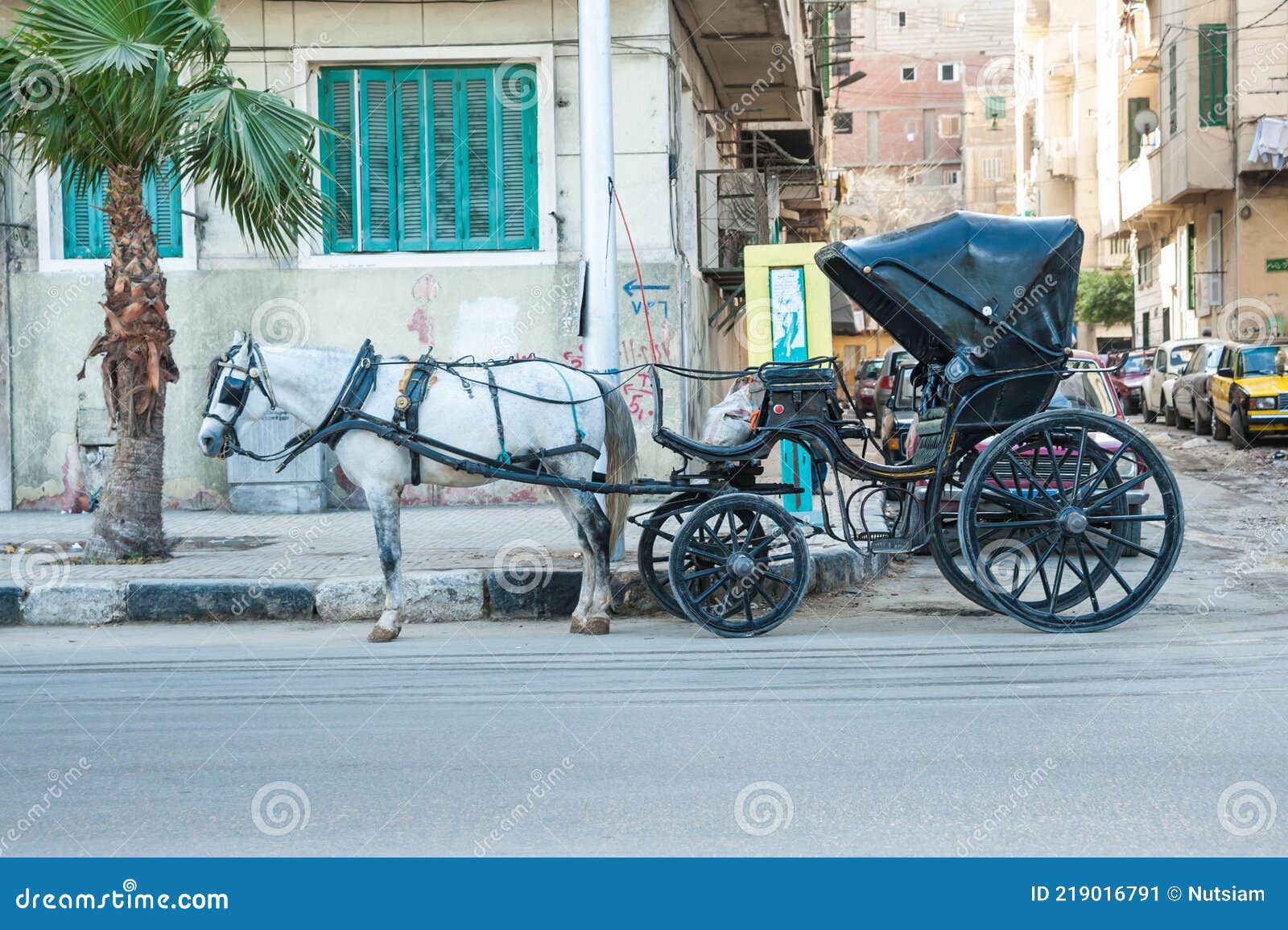 Horse carriage in Egypt stock image. Image of child 219016791