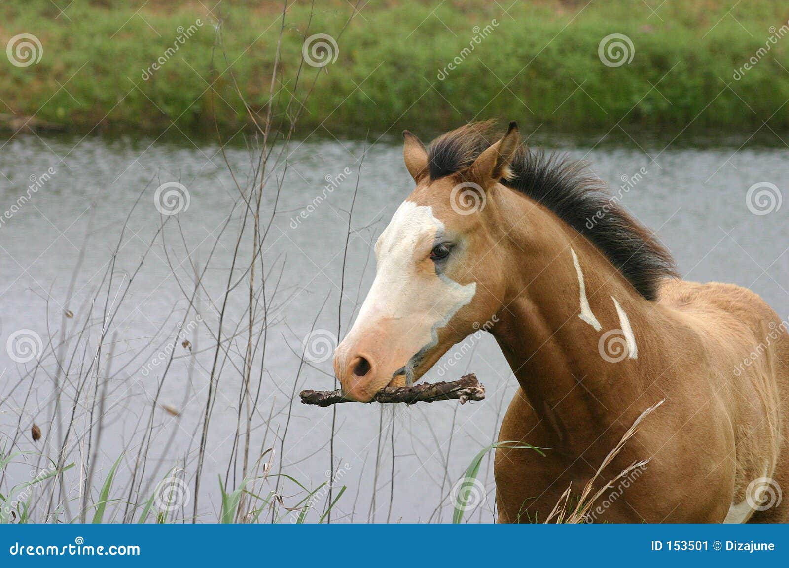 Horse Carrying Stick stock image. Image of horse, bald 153501