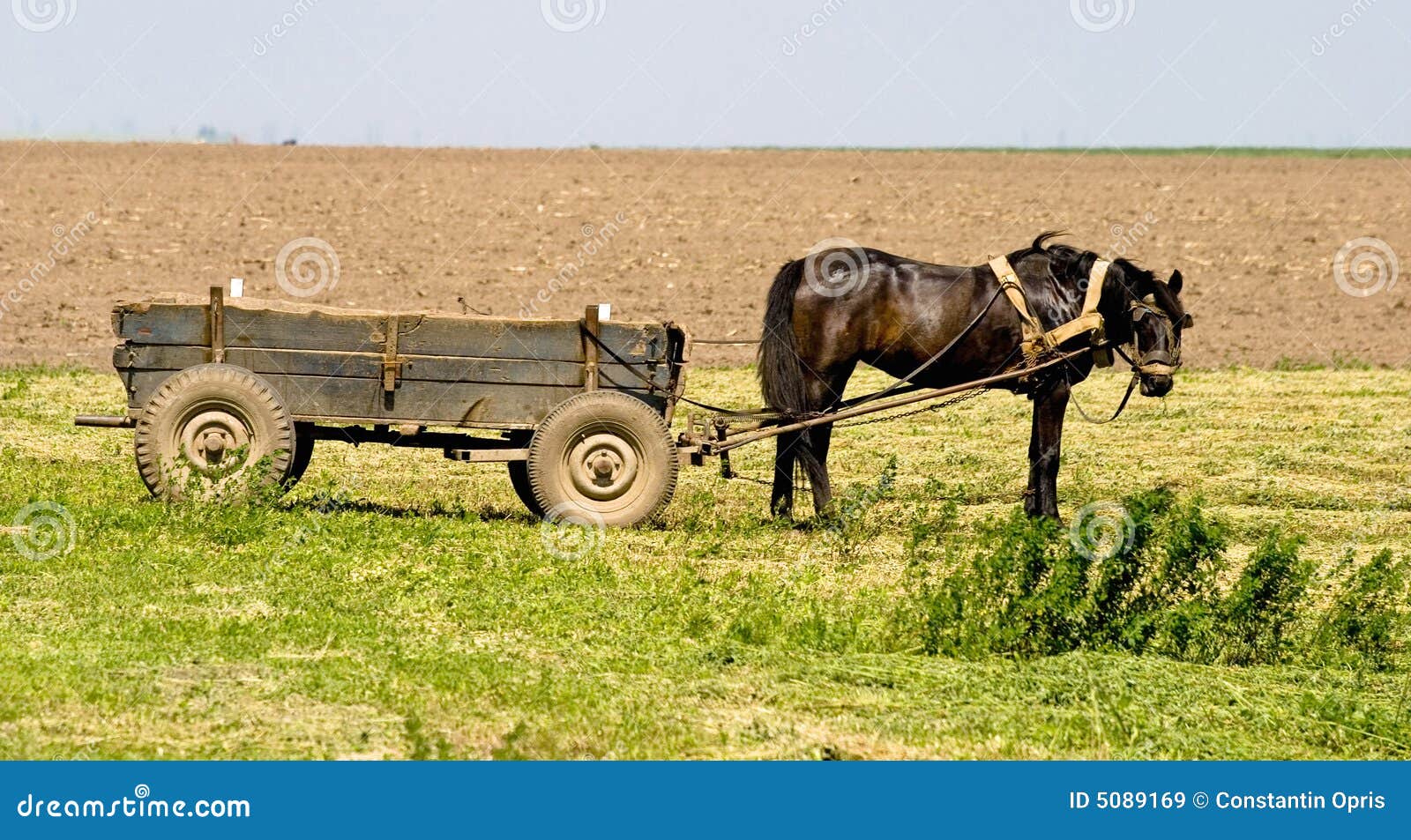 Horse and cart stock image. Image of field, natural, standing 5089169