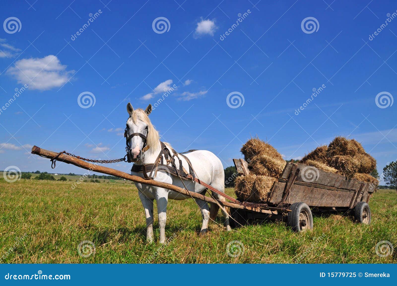 Horse with a Cart Loaded Hay Bales Stock Image Image of stallion