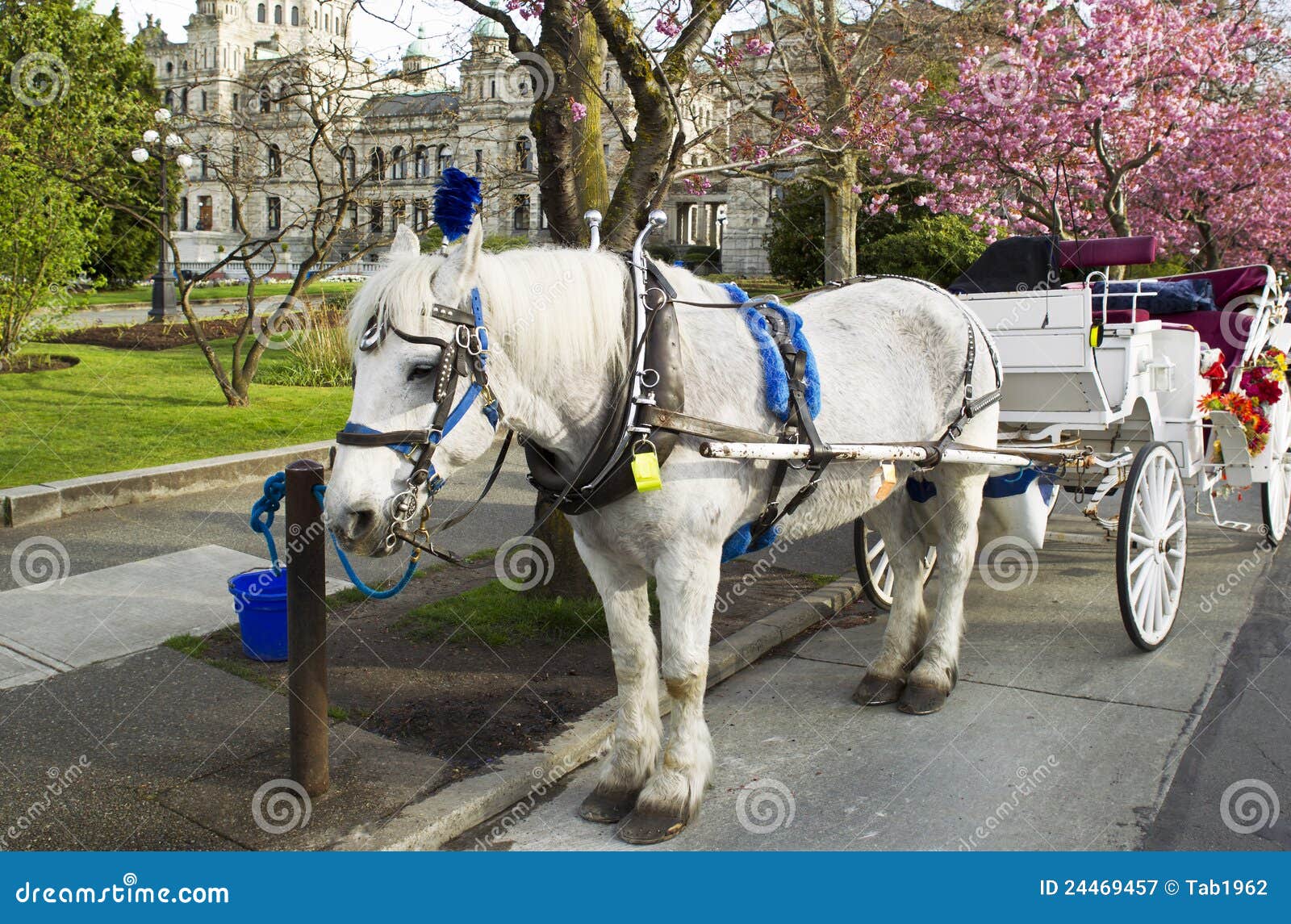 horse and cart in victoria canada
