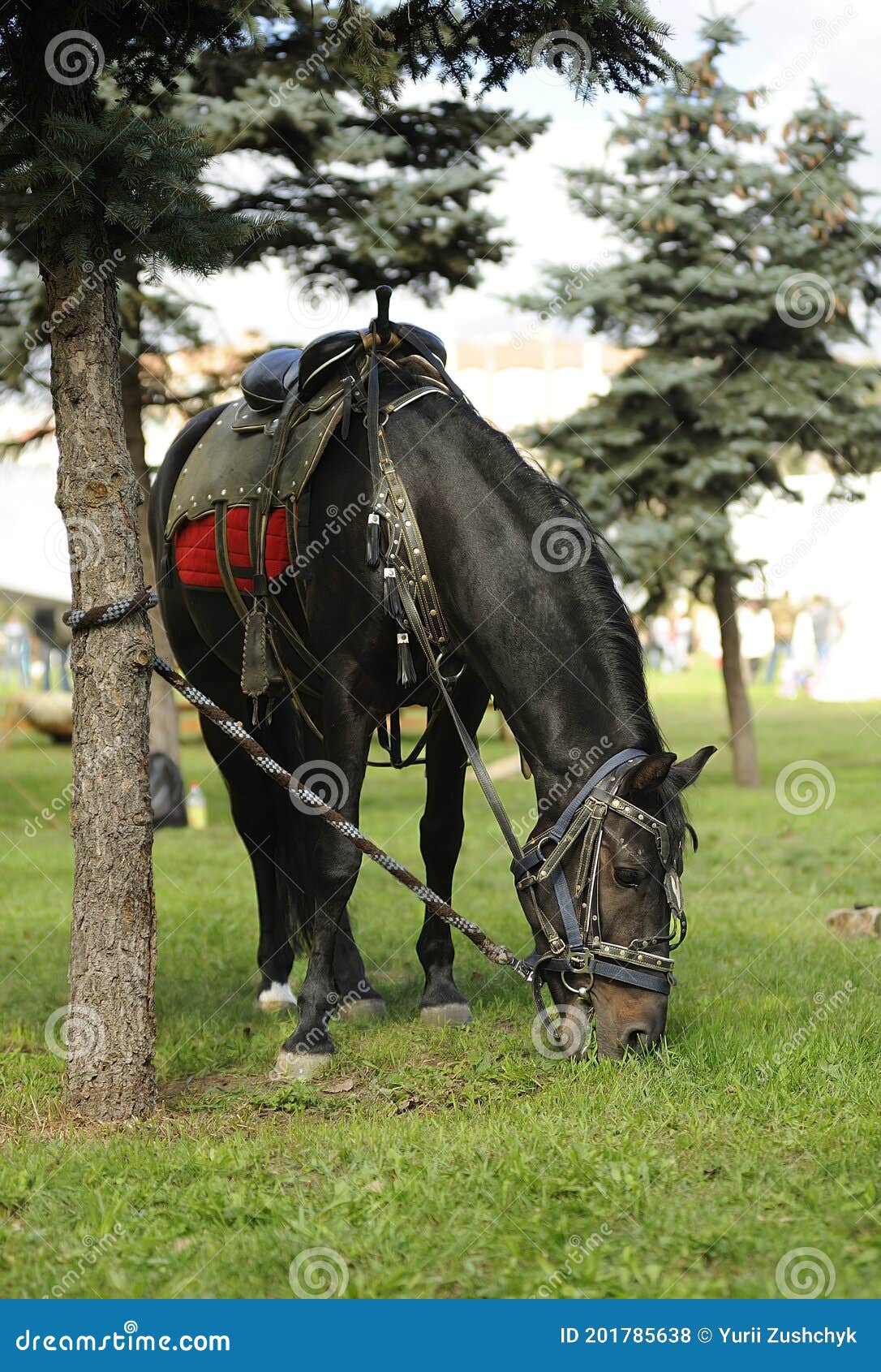 horse in cavalry trappings tied to the tree and grazing on the lawn