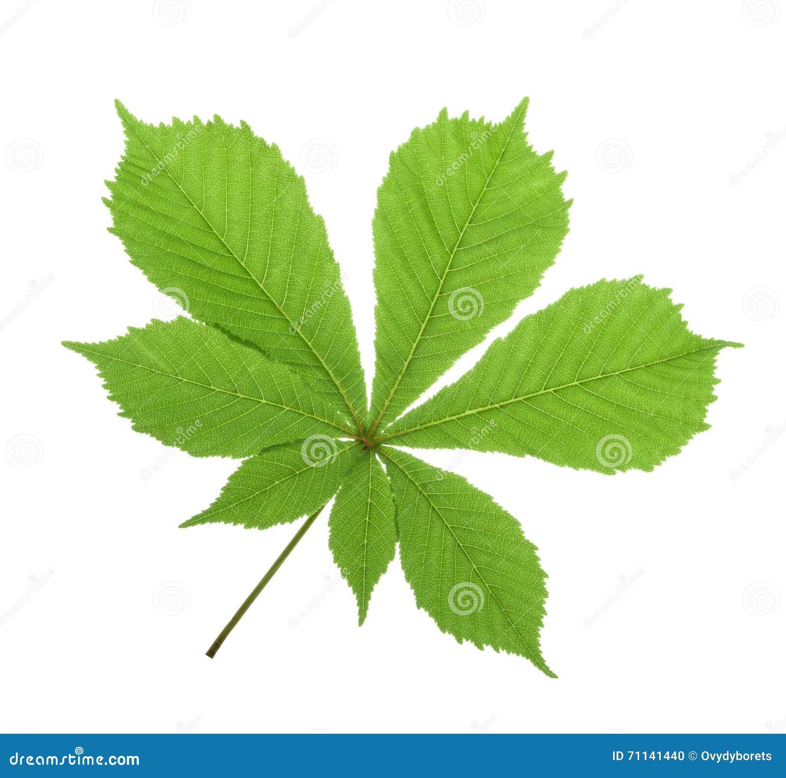 horse-chestnut (aesculus hippocastanum, conker tree) leaf . without shadow