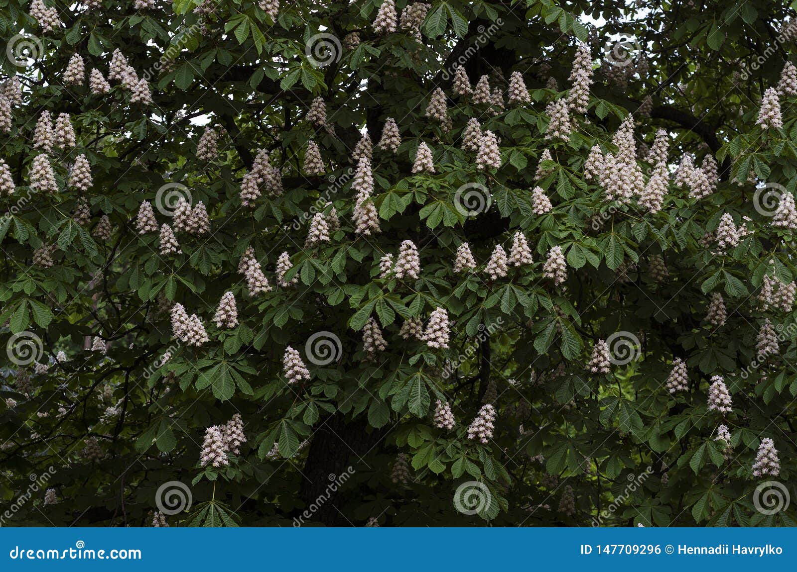 Horse Chestnut Bloom in Spring 2 Stock Photo Image of leaves, fresh