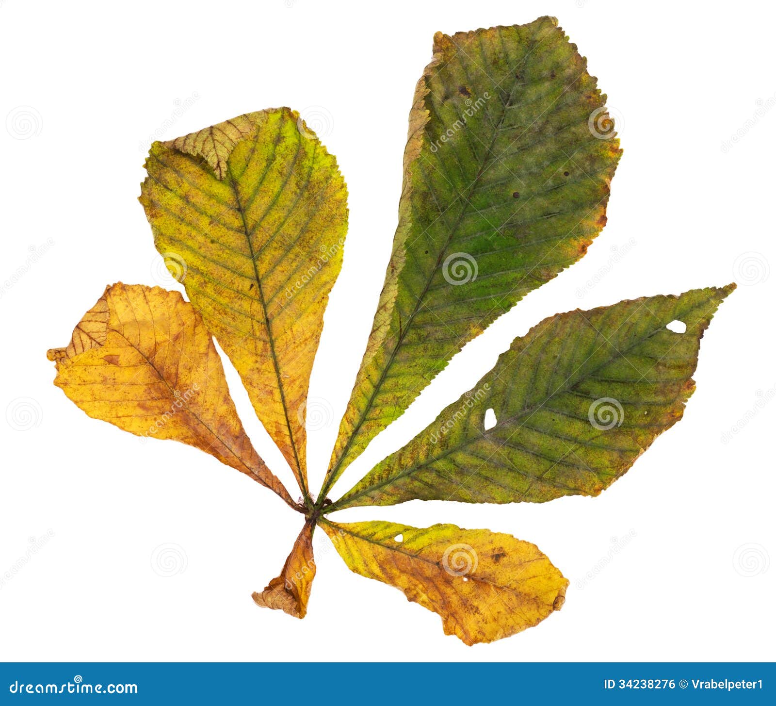 Horse Chestnut Leaf in Autumn Stock Photo Image of autumn, isolated