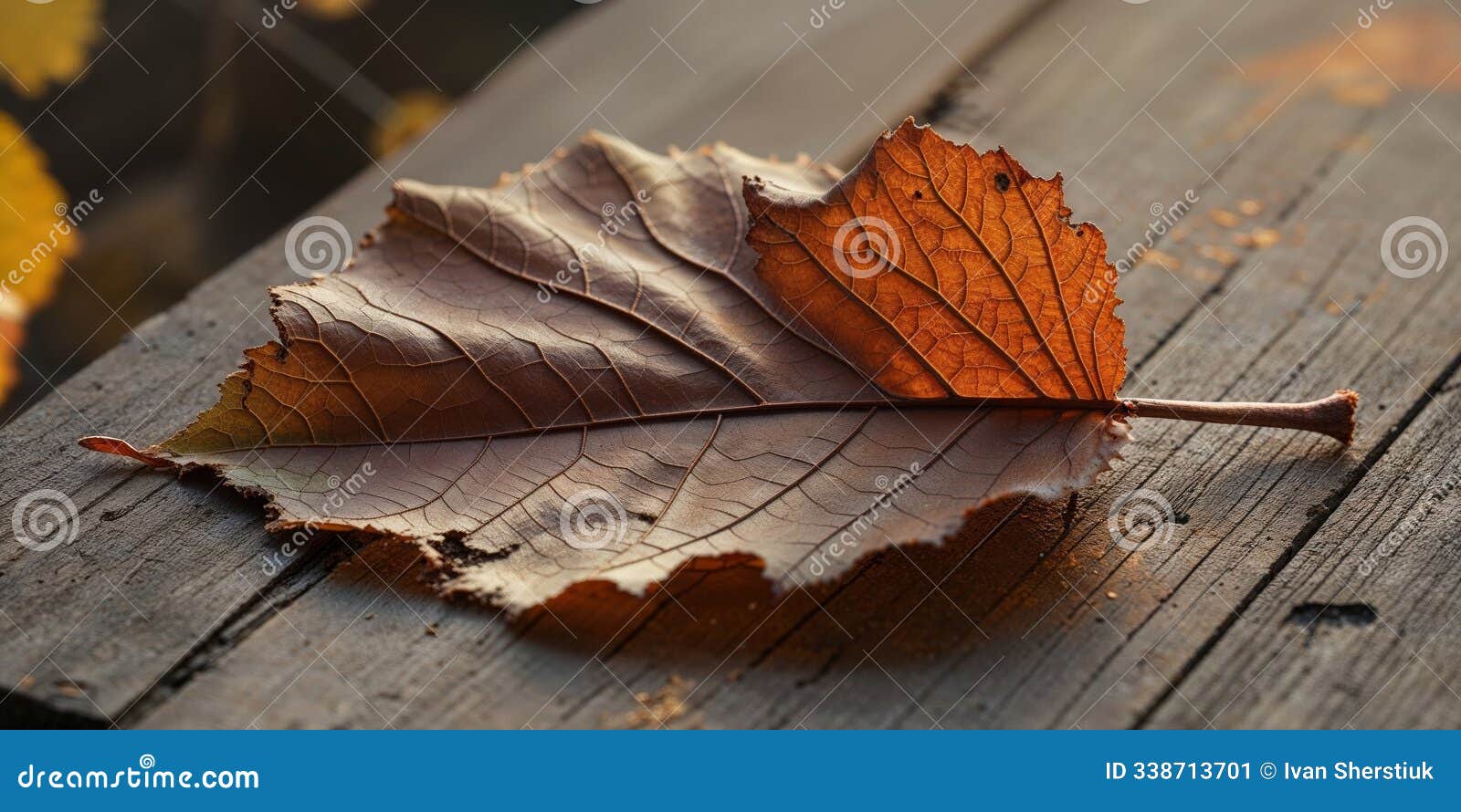 horse chestnut leaves dry and curl due to heat and drought changing color from green to brown in early autumn.