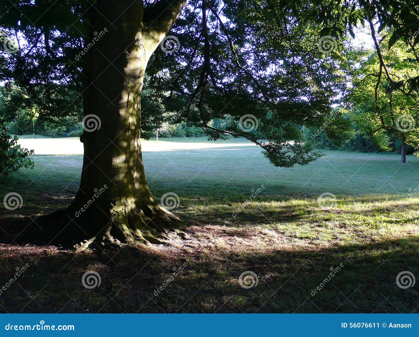 Horse chestnut stock image. Image of spring, horticulture 56076611