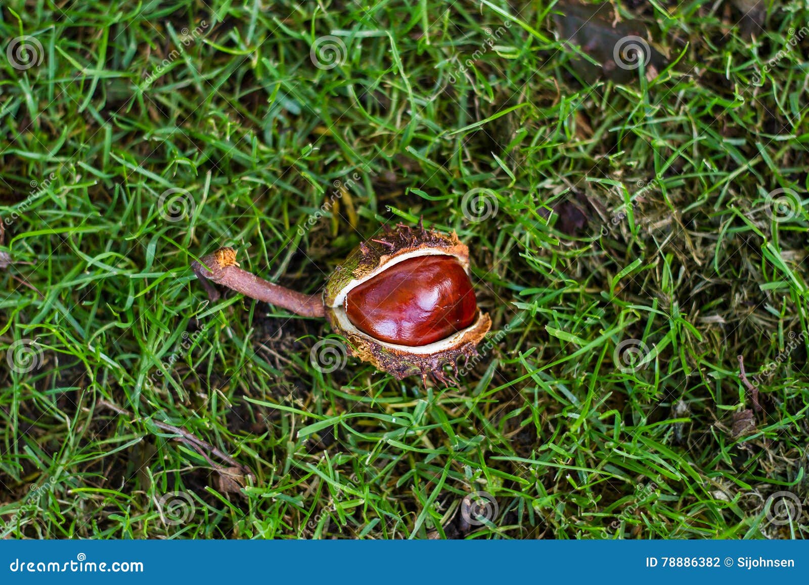 Horse Chestnut Seed in Case Stock Photo Image of fall, tree 78886382