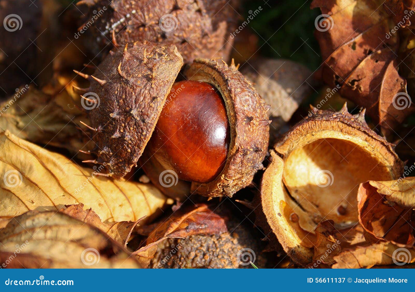Horse Chestnut seed stock image. Image of growth, botanic 56611137