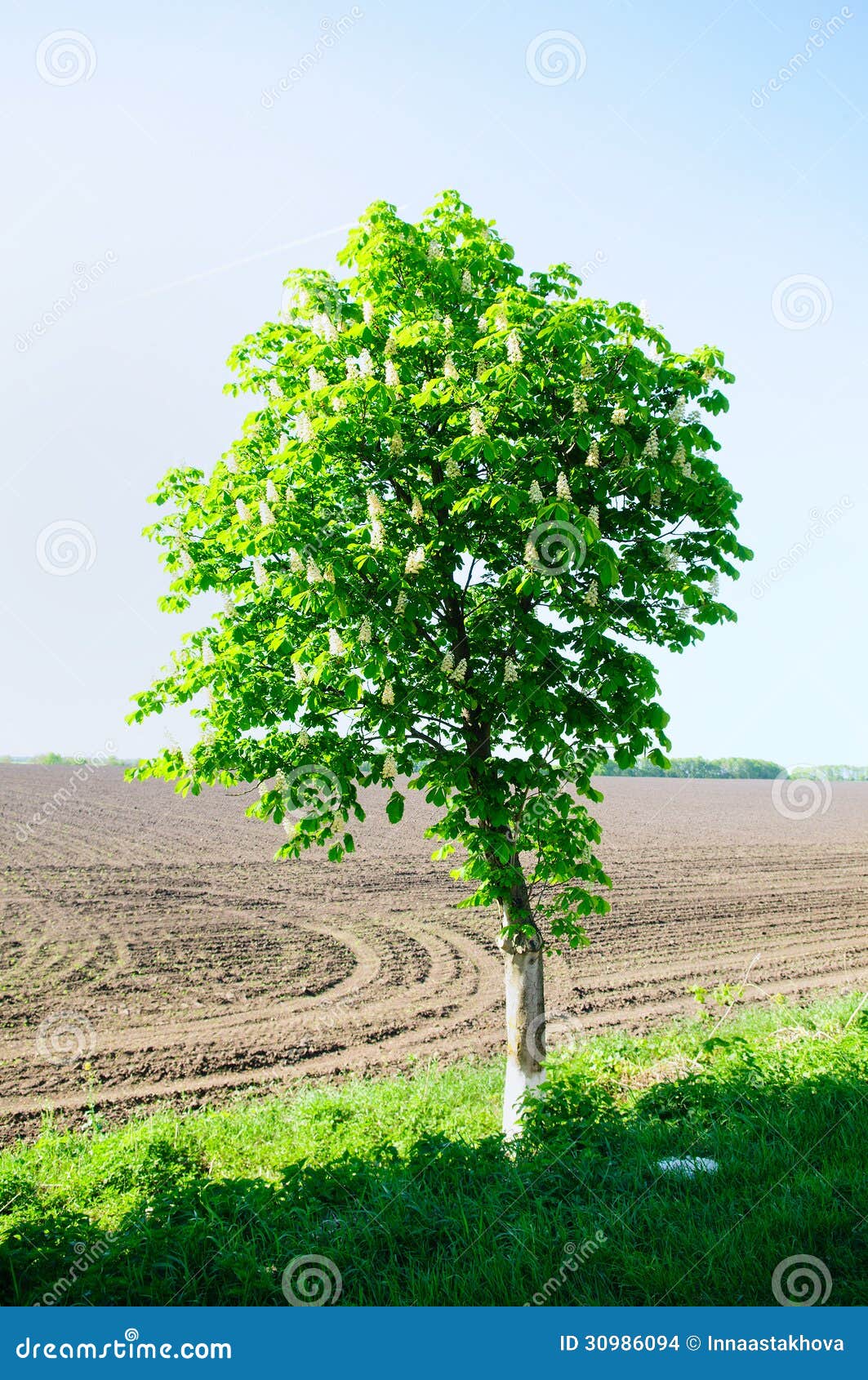 Horse chestnut tree stock photo. Image of canola, tree 30986094