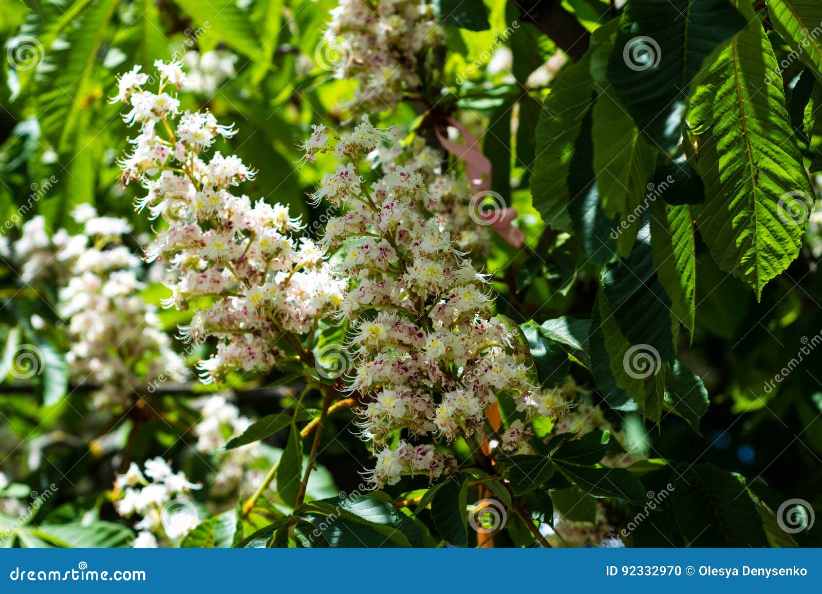 Horsechestnut Tree Blossom in Kiev Stock Photo Image of chestnut