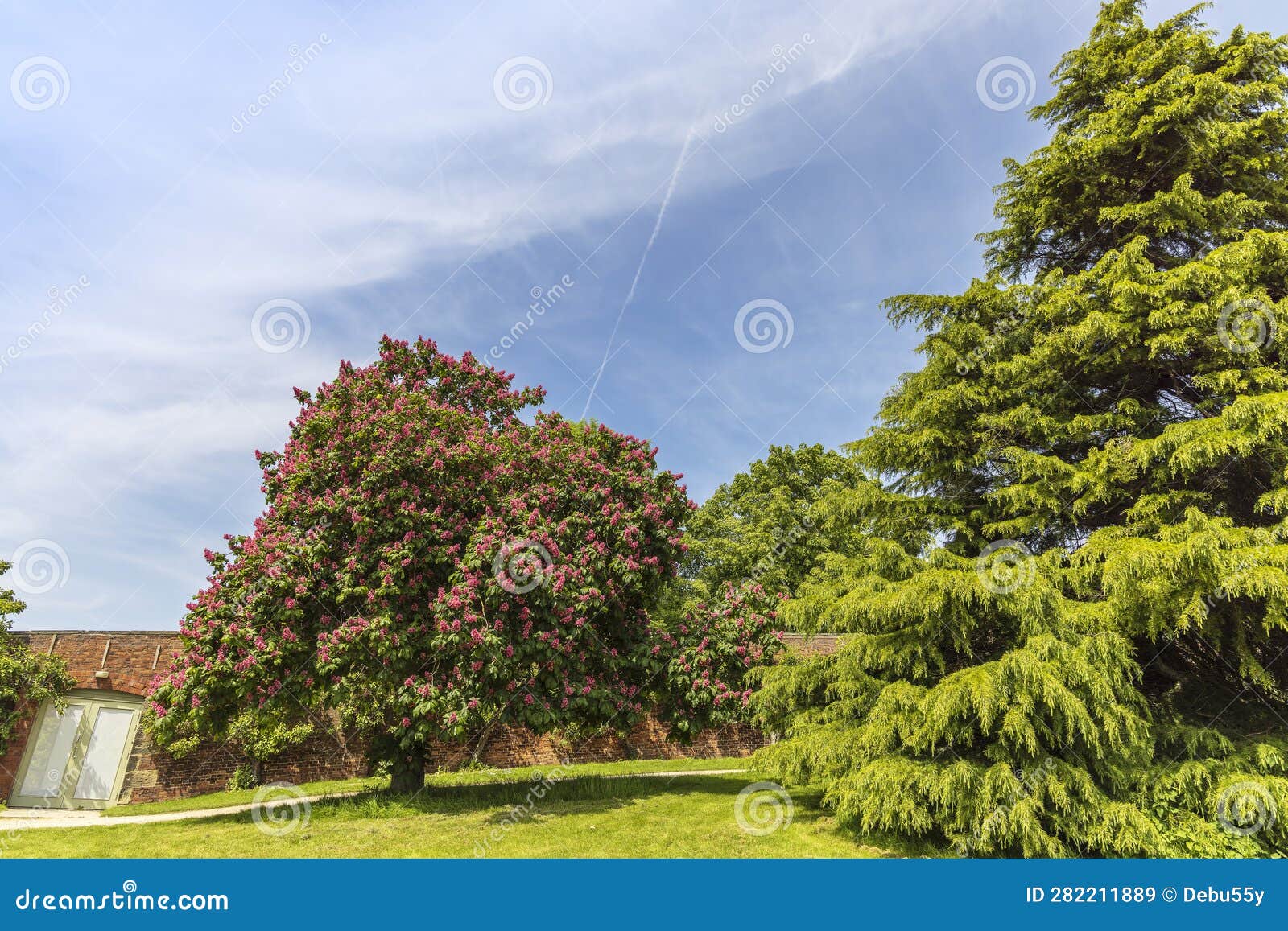 Horsechestnut Tree with Pink Flowers in a Park. Stock Image Image of