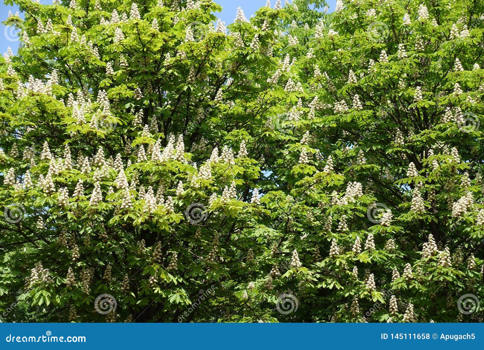Horse Chestnut Trees in Bloom in Spring Stock Photo Image of greenery