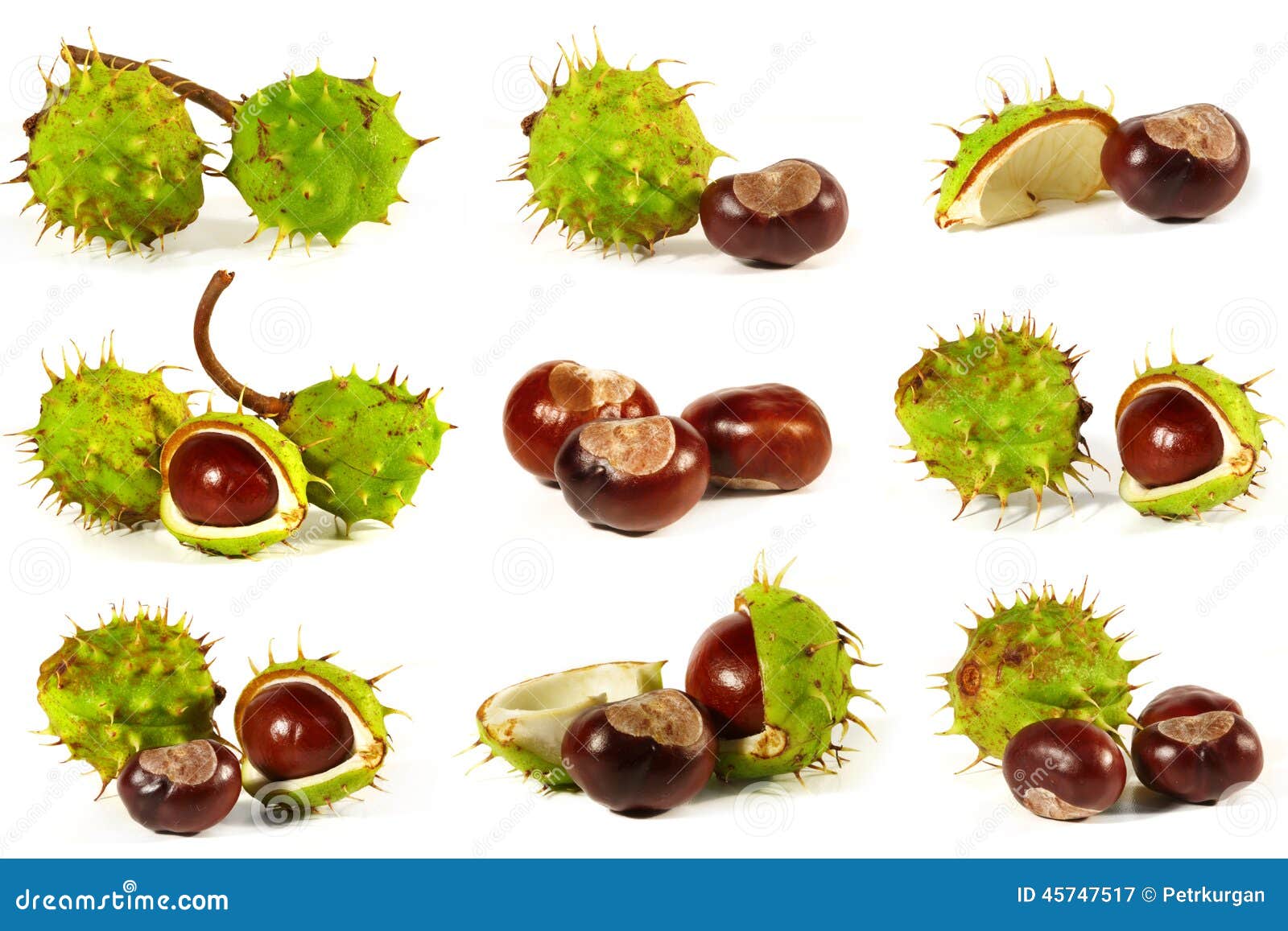 horse-chestnut on a white background