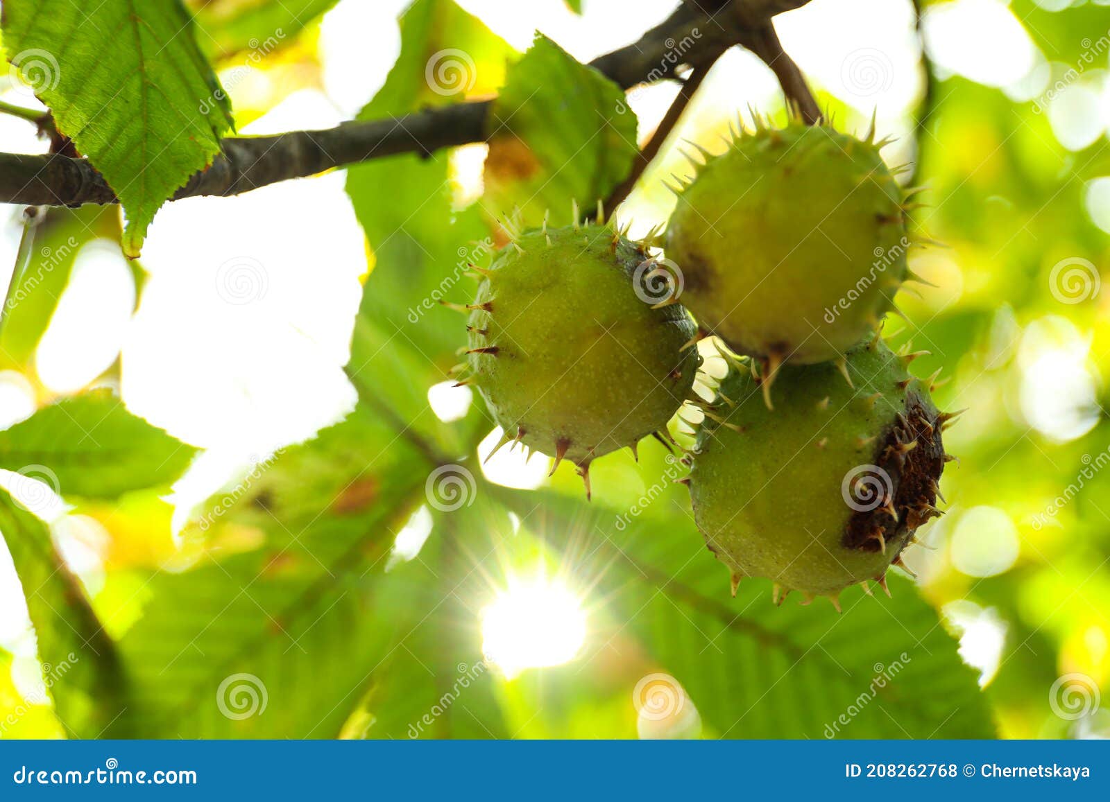 Horse Chestnuts Growing on Tree Outdoors, Closeup Stock Photo Image
