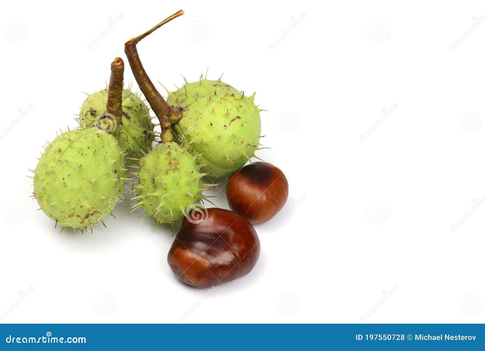 Horsechestnuts Isolated on White Background Stock Photo Image of