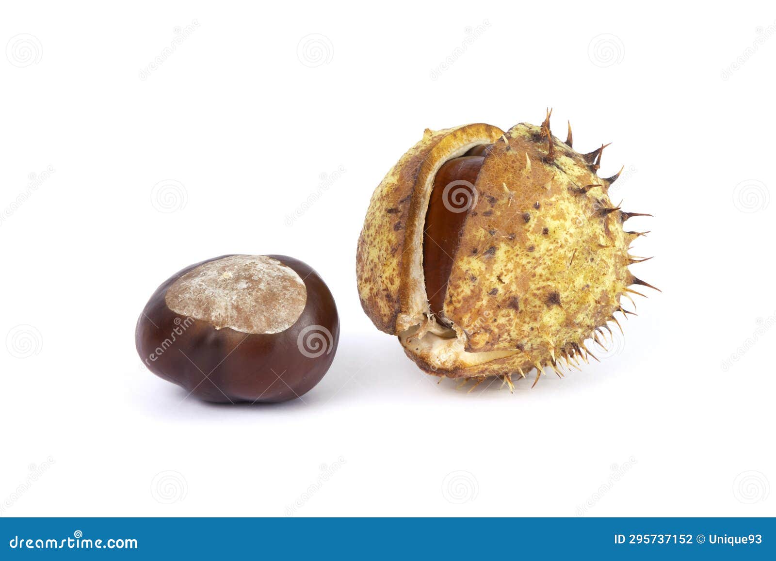 Horse Chestnuts and Their Isolated Bugs on a White Background Stock