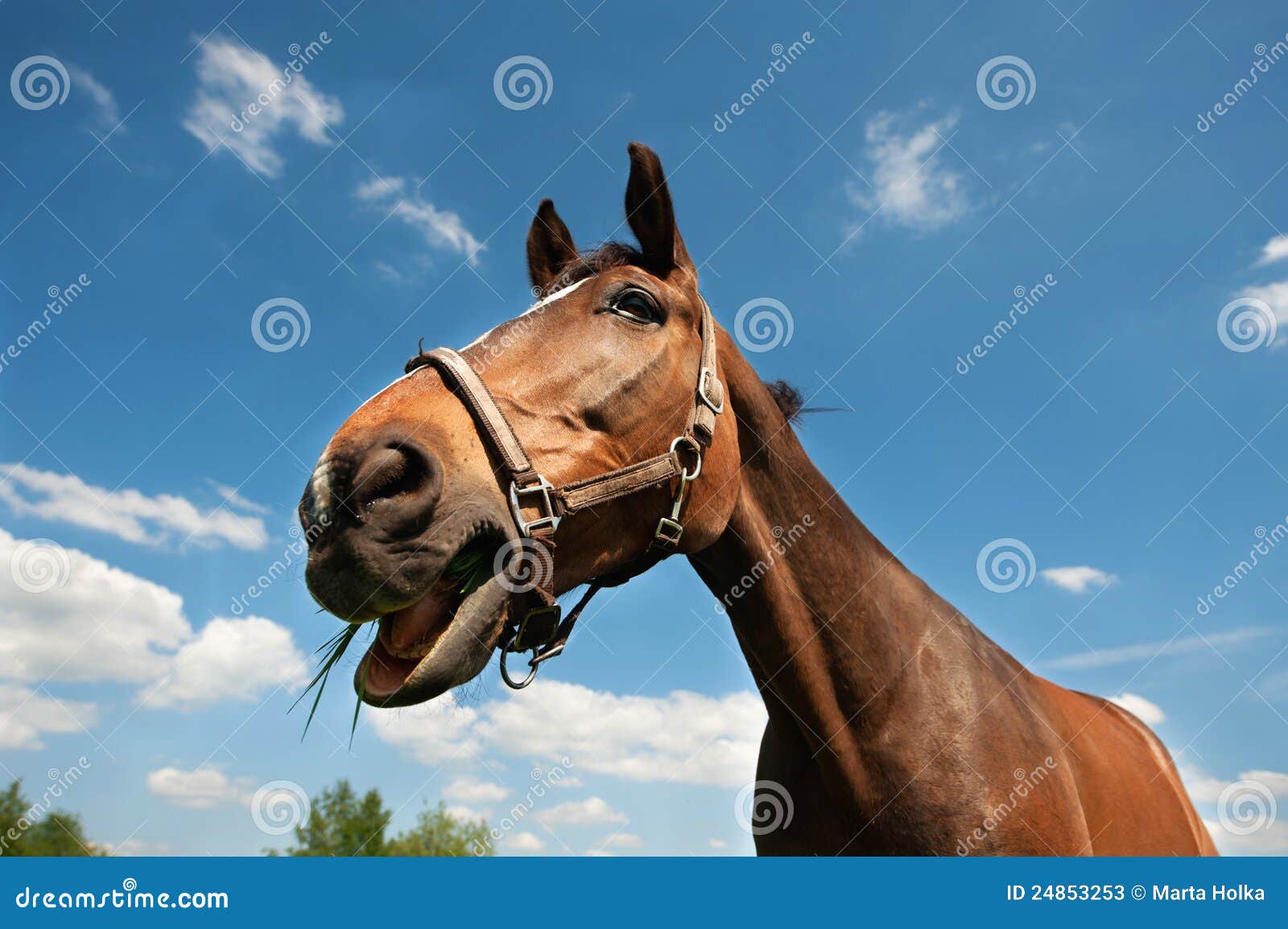 Horse chewing grass stock image. Image of chewing, peaceful 24853253