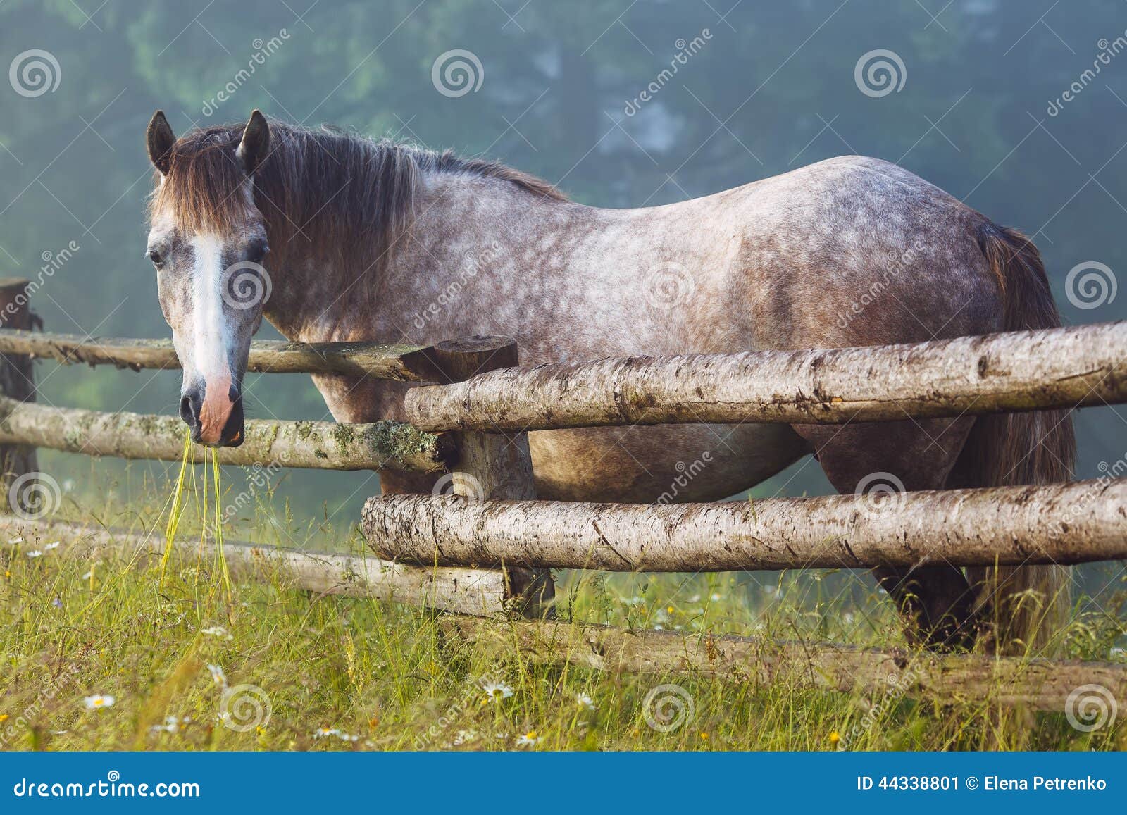 Horse chewing the grass stock image. Image of hill, horse 44338801