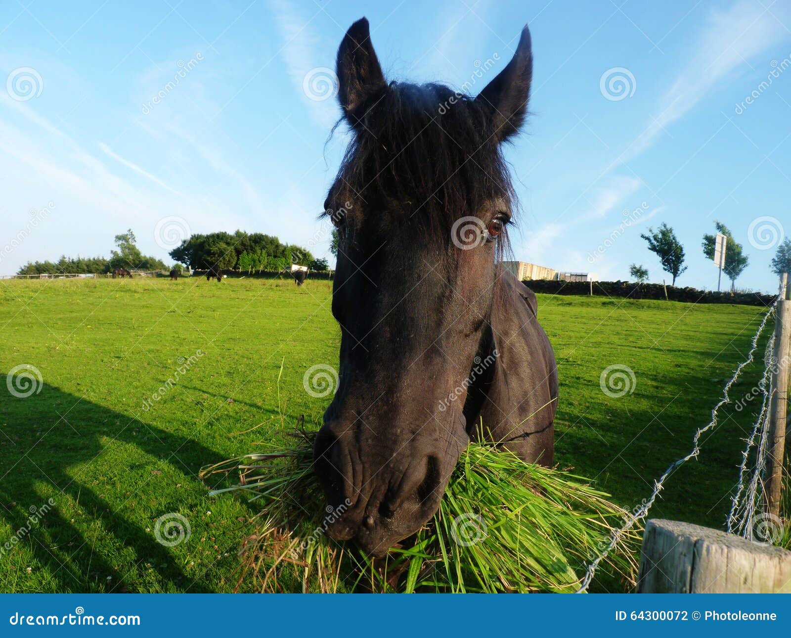Horse Chewing Grass Trees Wire Stock Photo Image of breed, horse