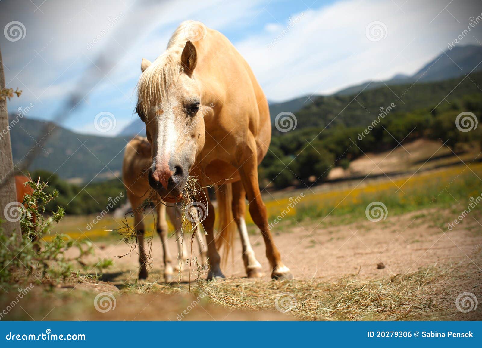 Horse Chewing on the Pasture Stock Photo Image of breed, sorrel 20279306