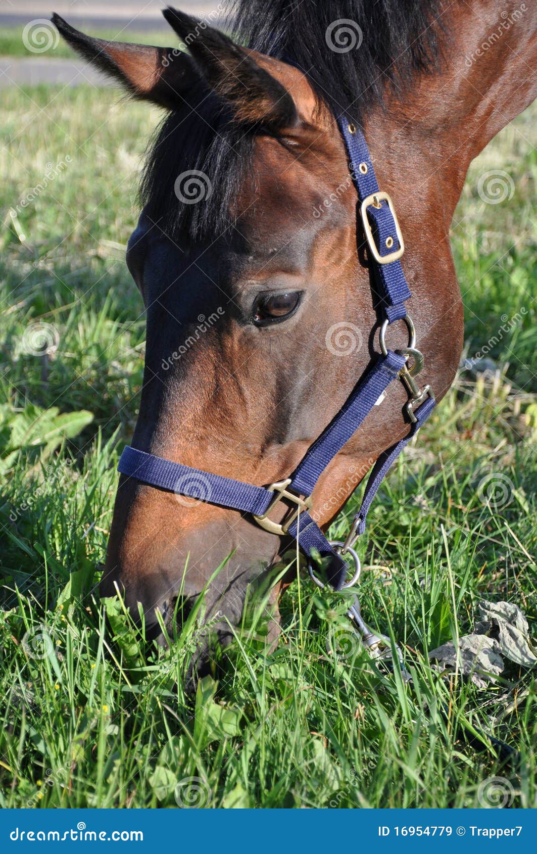 A horse chews grass. stock image. Image of nibble, fully 16954779