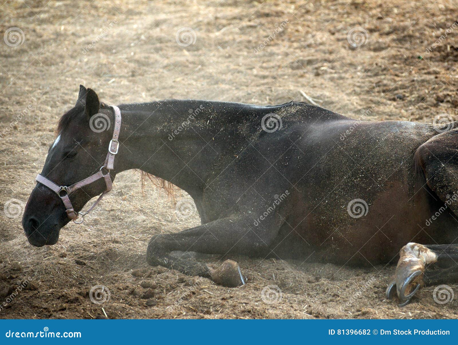 Horse cleaning itself. stock photo. Image of countryside 81396682