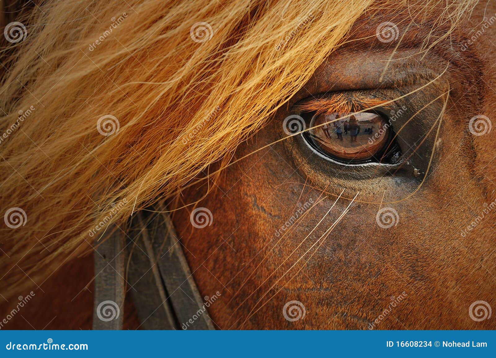 horse closeup