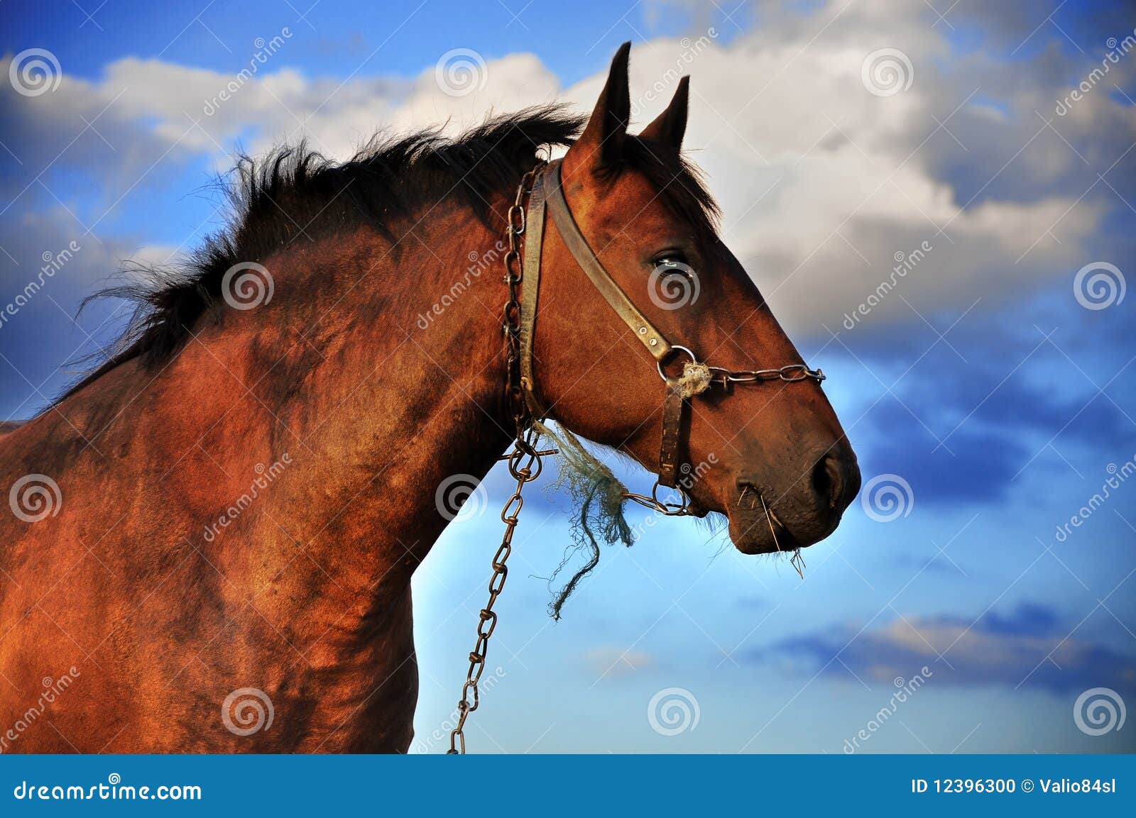 Horse and clouds stock photo. Image of arabian, nature 12396300