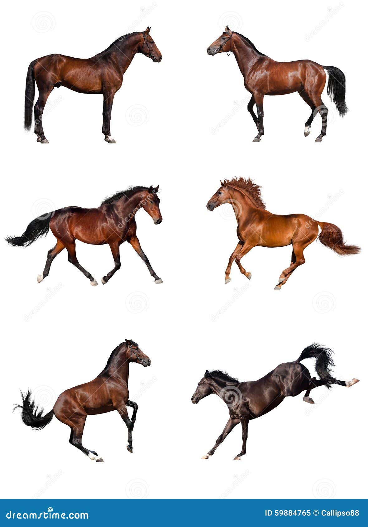 Horse collection stock image. Image of grey, elegance 59884765