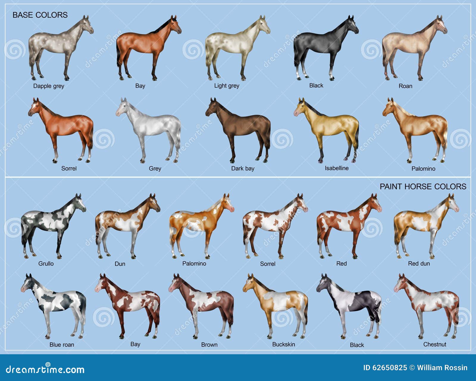 Horse color chart stock illustration. Illustration of grey - 62650825