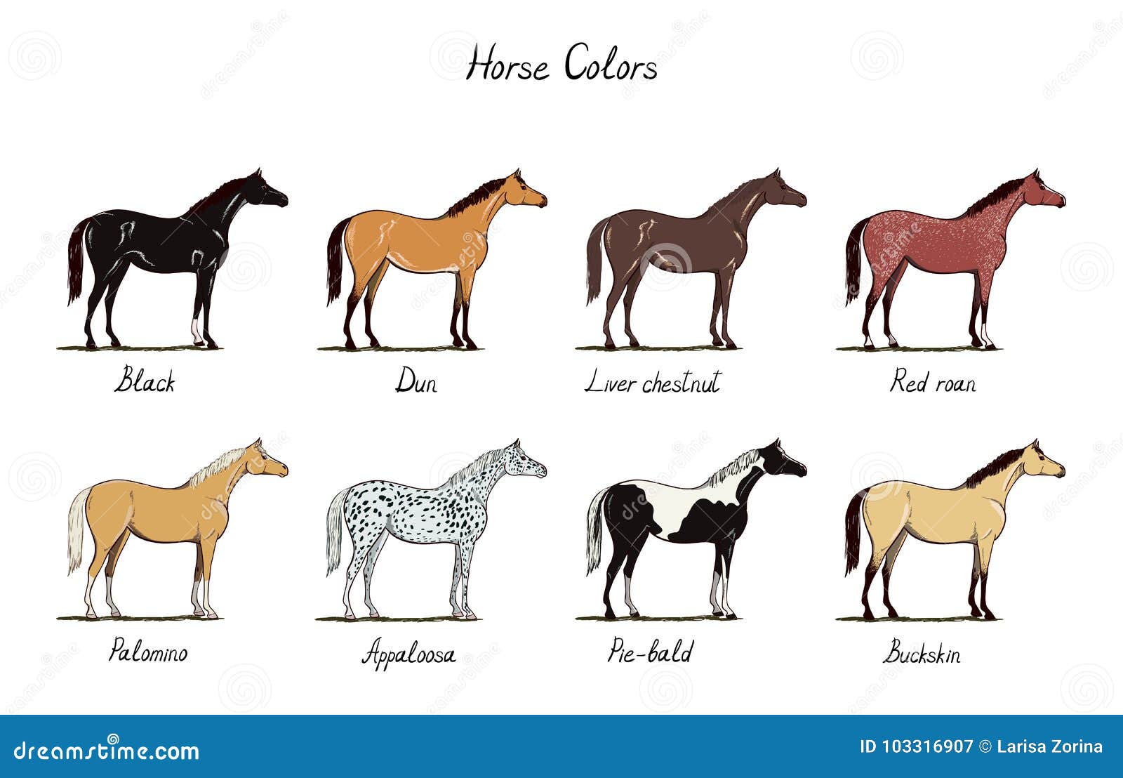 Appaloosa Patterns  Horses, Horse breeds, Horse color chart