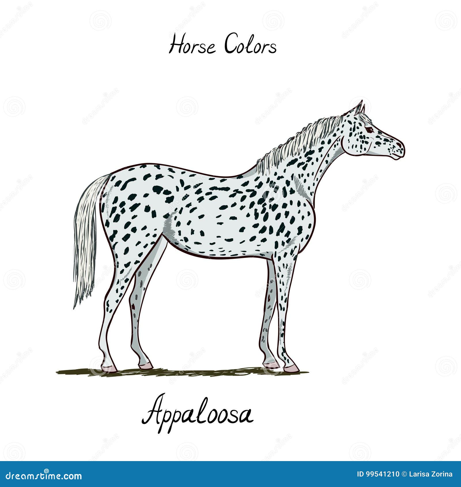 Horse Coat Color Chart