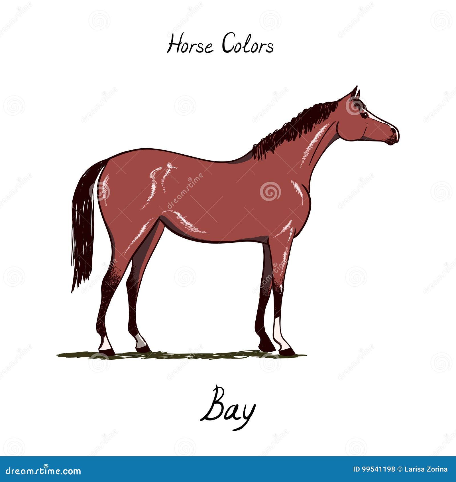 Horse Identification Chart