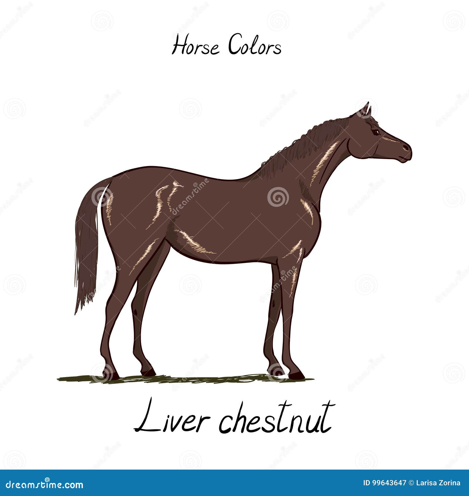 Horse Tack Color Chart