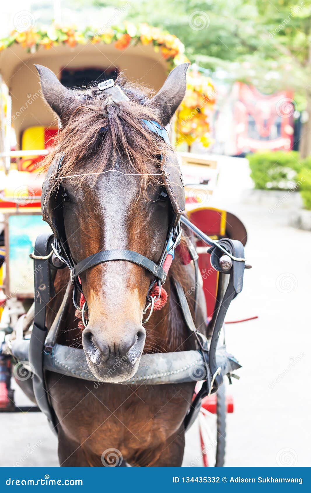 The Horse is Covered with the Eyes Stock Photo Image of eyes