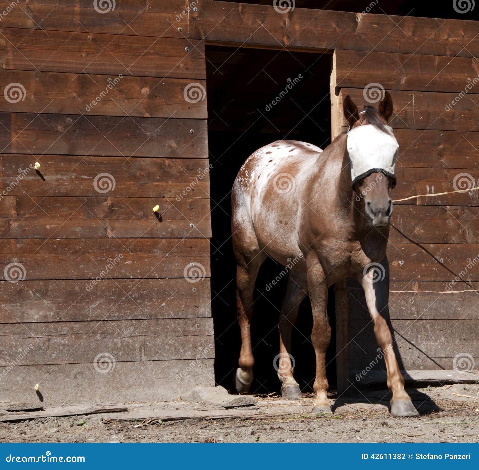Horse with covered eyes stock photo. Image of shelter 42611382