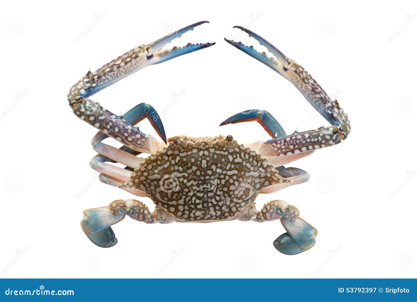 Horse crab on white stock image. Image of arthropod, cooking 53792397
