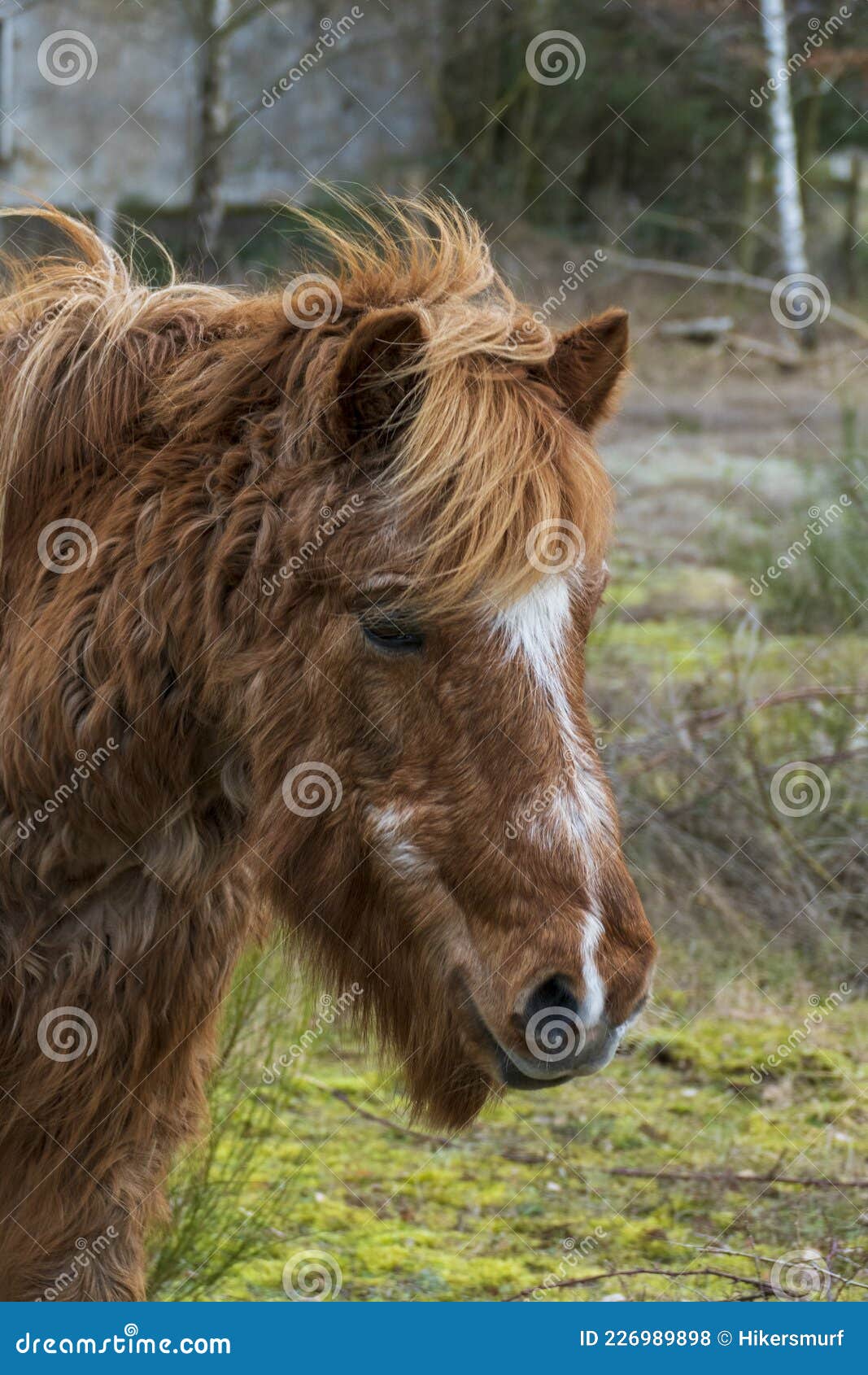 horse with curls suffering from equinem cushing syndrome, ecs