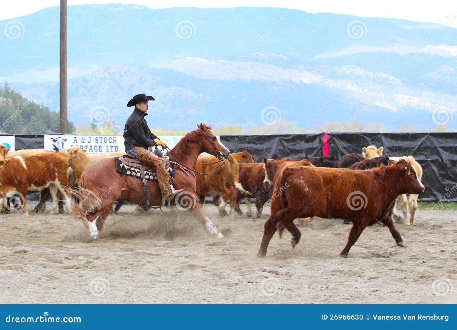 Horse Cutting Show editorial image. Image of equestrian 26966630