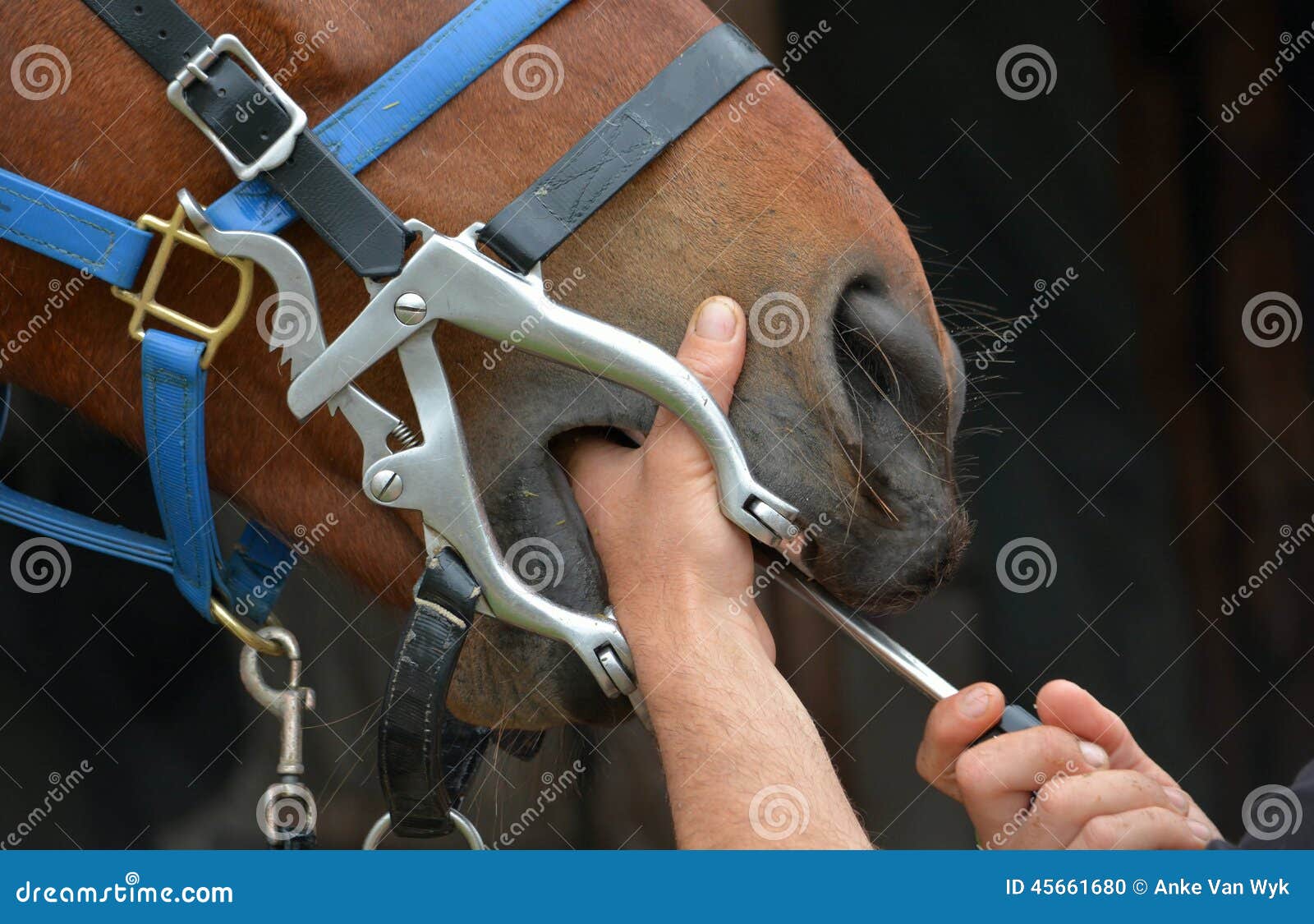 Equine Dental Chart Download